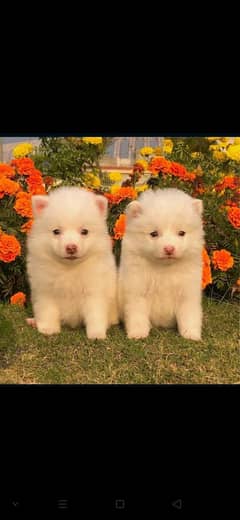 Pink nose Russian pair | Russian puppy / Russian  Dog for sale