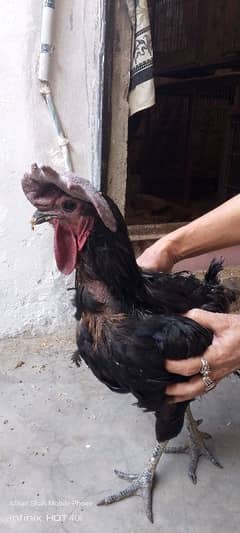 cock