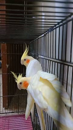 Common white cocktail breeder pair for sale