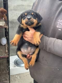 Rottweiler pedigree females puppies