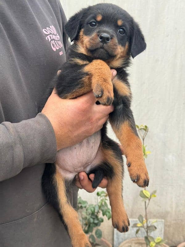 Rottweiler pedigree females puppies 1