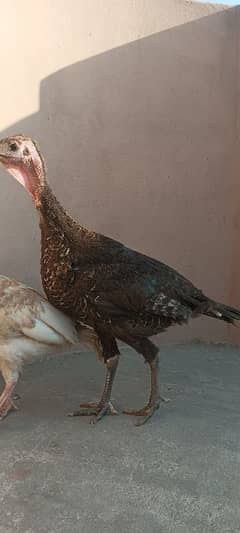 turkey bird pair