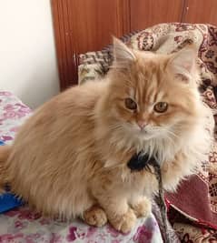 Persian cat