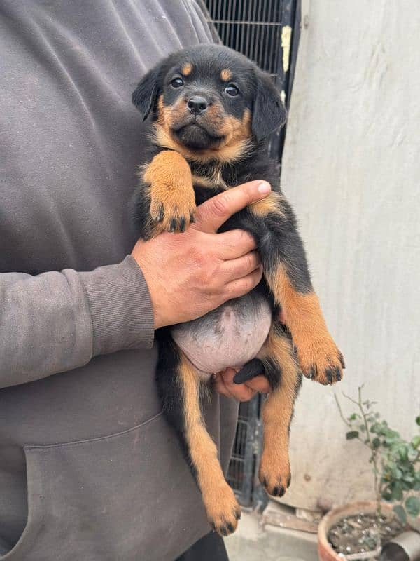 Rottweiler pedigree females puppies 3