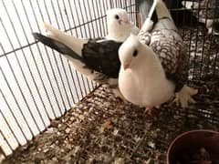 German Tie Sentient fancy (kabutar) pigeon for sale