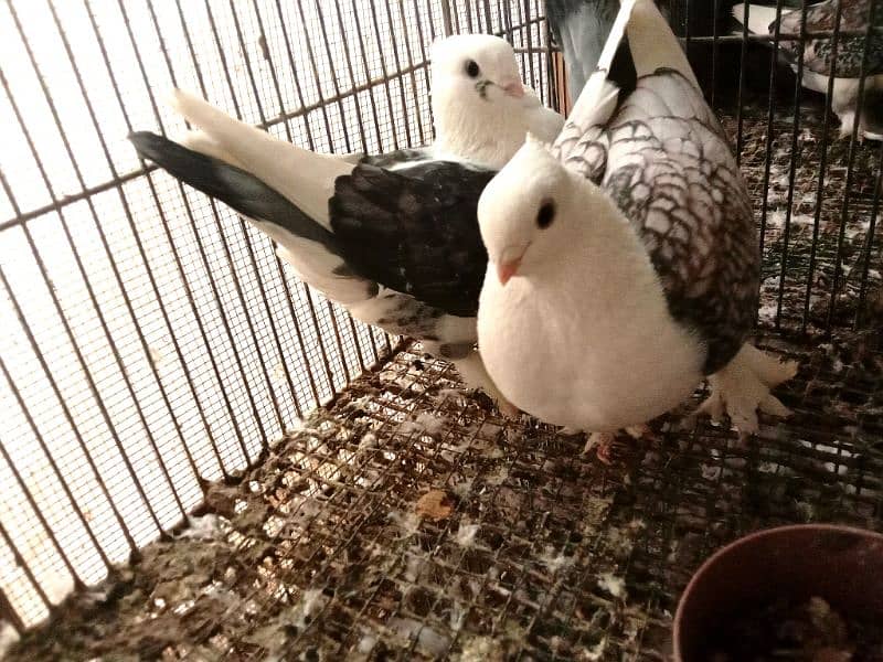 German Tie Sentient fancy (kabootar) pigeon for sale 0