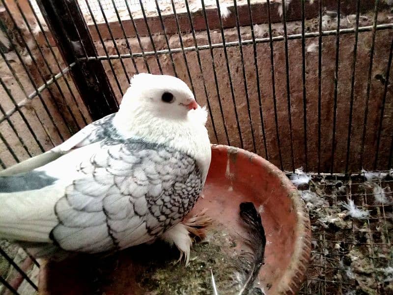 German Tie Sentient fancy (kabootar) pigeon for sale 1