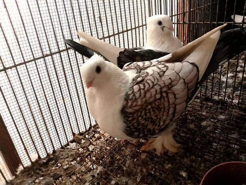 German Tie Sentient fancy (kabootar) pigeon for sale 2