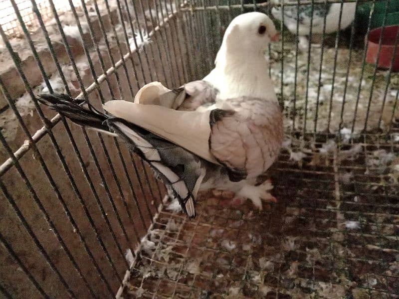 German Tie Sentient fancy (kabootar) pigeon for sale 3