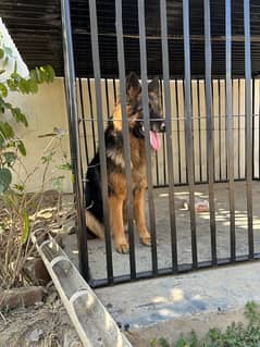 German shepherd gsd confirm pregnant female long coat