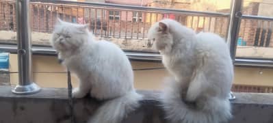 Persian cats pair avalaible for sale