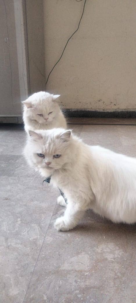 Persian cats pair avalaible for sale 1