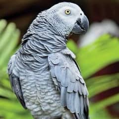 African Grey Parrot Female