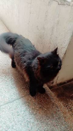 sale my cat male age 1.5 year canfarm sud male