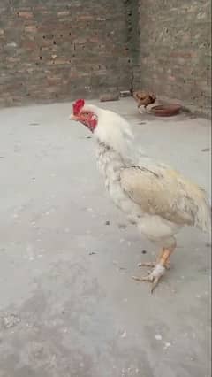 white aseel for sale location Rawalpindi Whatsapp pa msg 03125465514