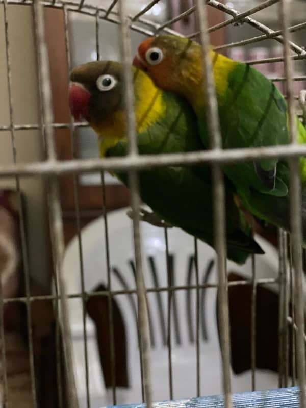 Love bird pair urgent for sale 1