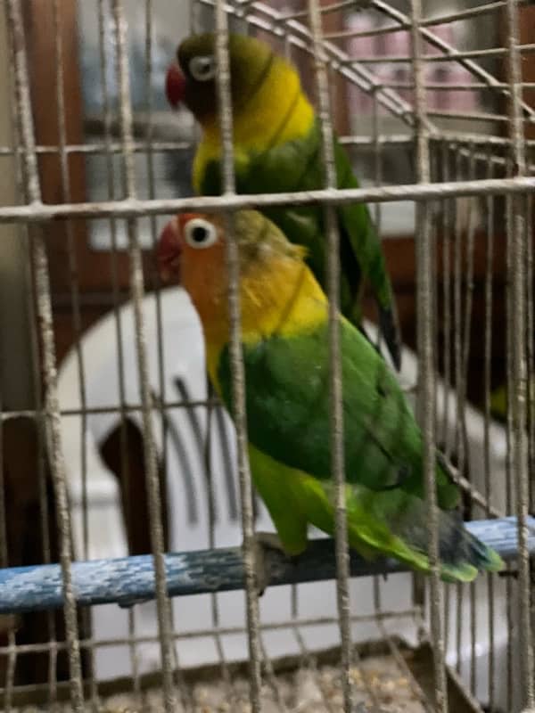 Love bird pair urgent for sale 2