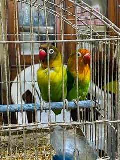 Love bird pair urgent for sale