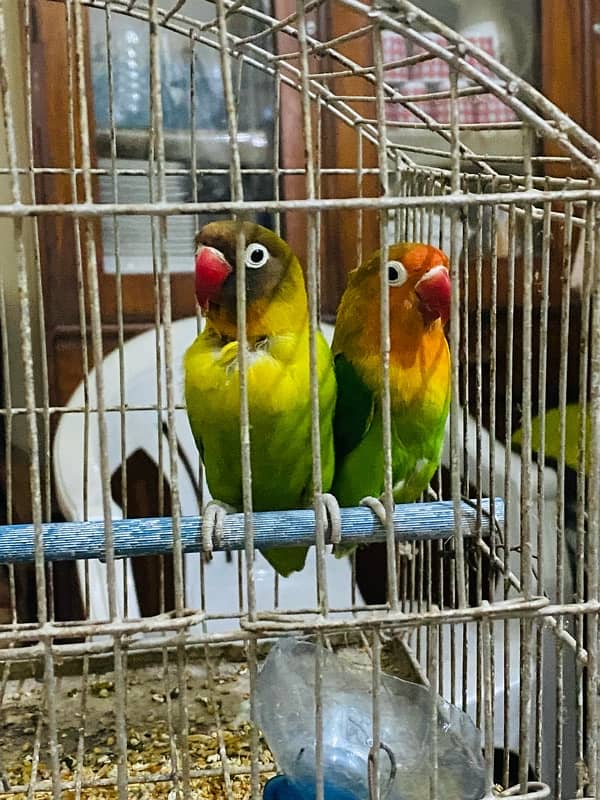 Love bird pair urgent for sale 0