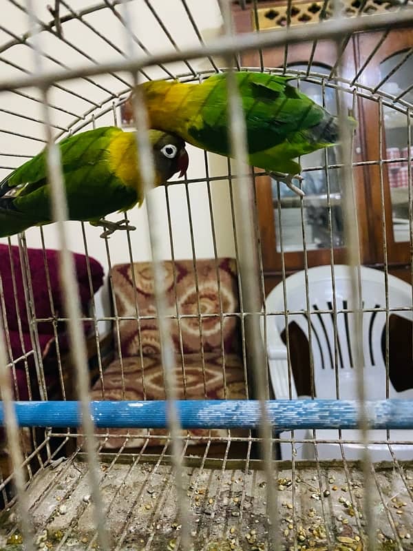 Love bird pair urgent for sale 3