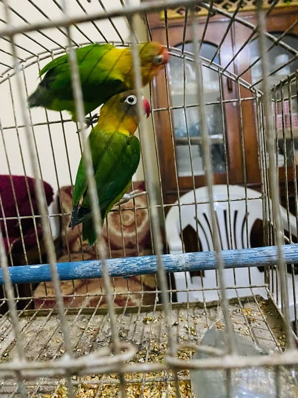 Love bird pair urgent for sale 4