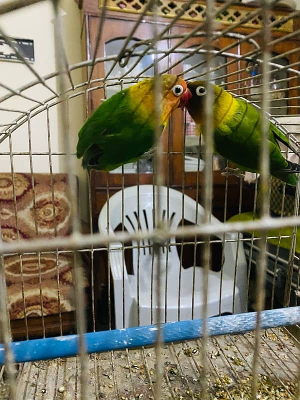 Love bird pair urgent for sale 5