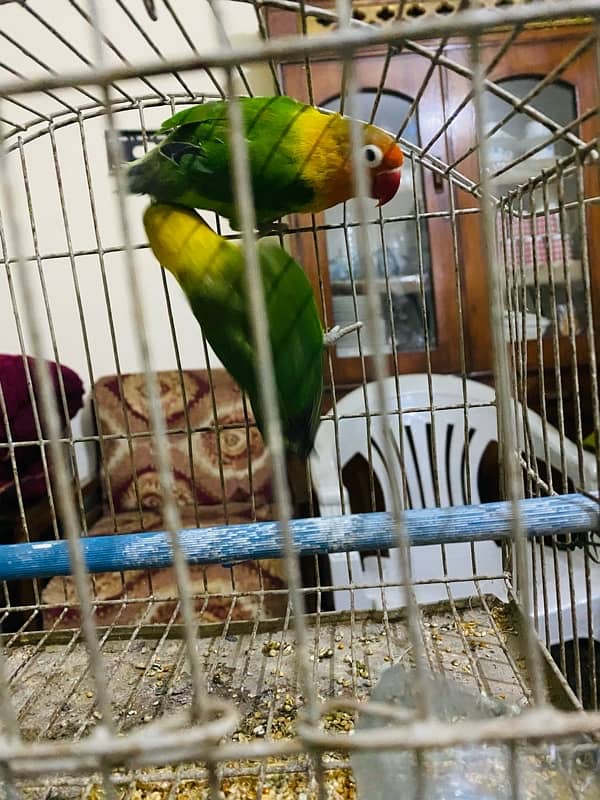 Love bird pair urgent for sale 6