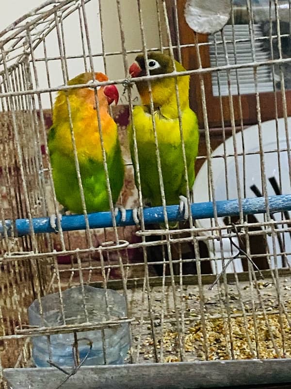 Love bird pair urgent for sale 7