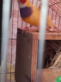 exhibition size finch patthay, fawn java, Gouldian finch chicks