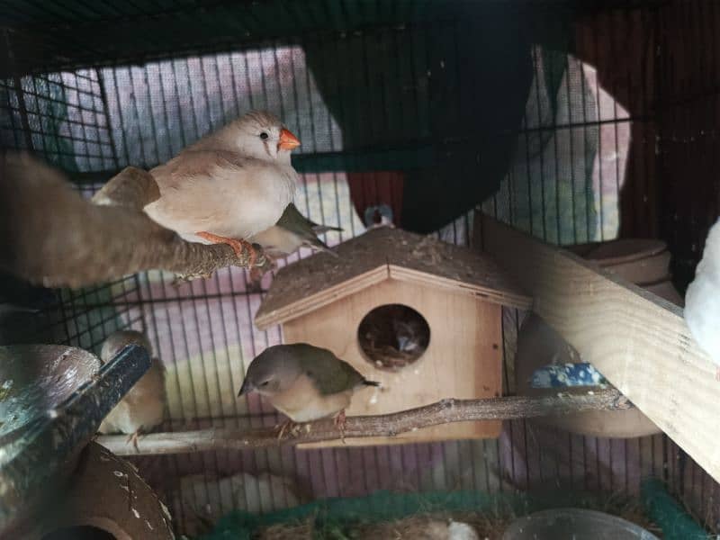 exhibition size finch patthay, fawn java, Gouldian finch chicks 2