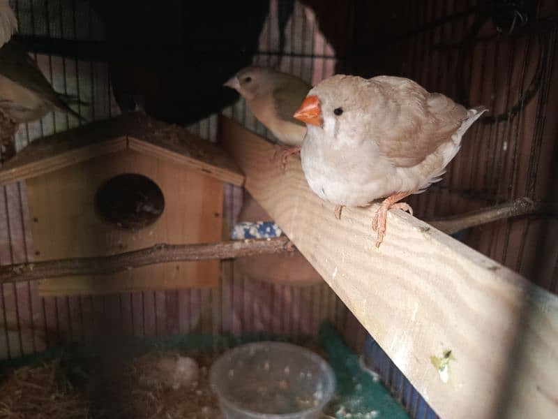 exhibition size finch patthay, fawn java, Gouldian finch chicks 3