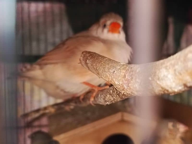 exhibition size finch patthay, fawn java, Gouldian finch chicks 5