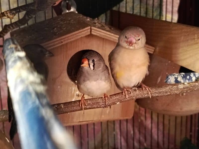 exhibition size finch patthay, fawn java, Gouldian finch chicks 6