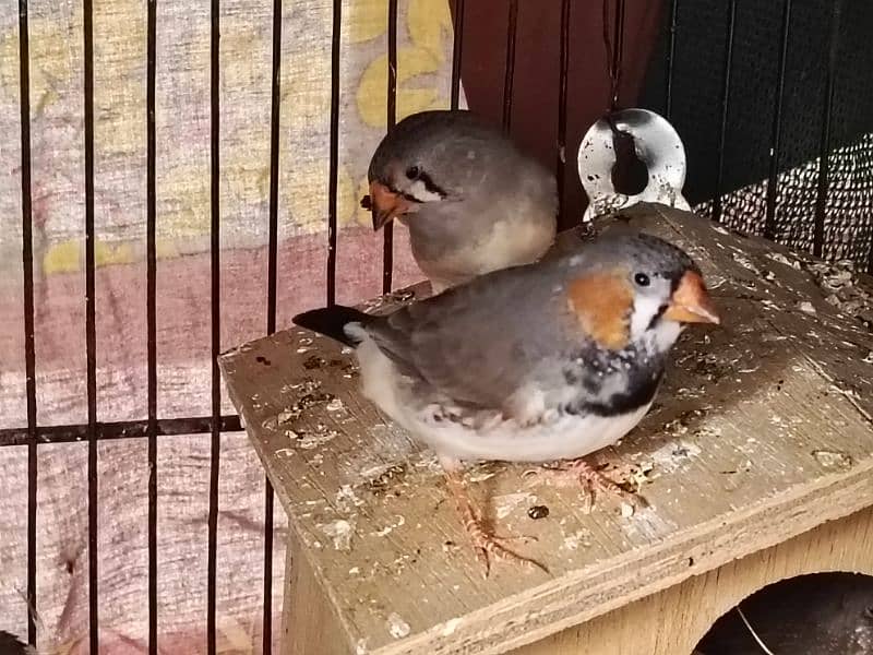 exhibition size finch patthay, fawn java, Gouldian finch chicks 9