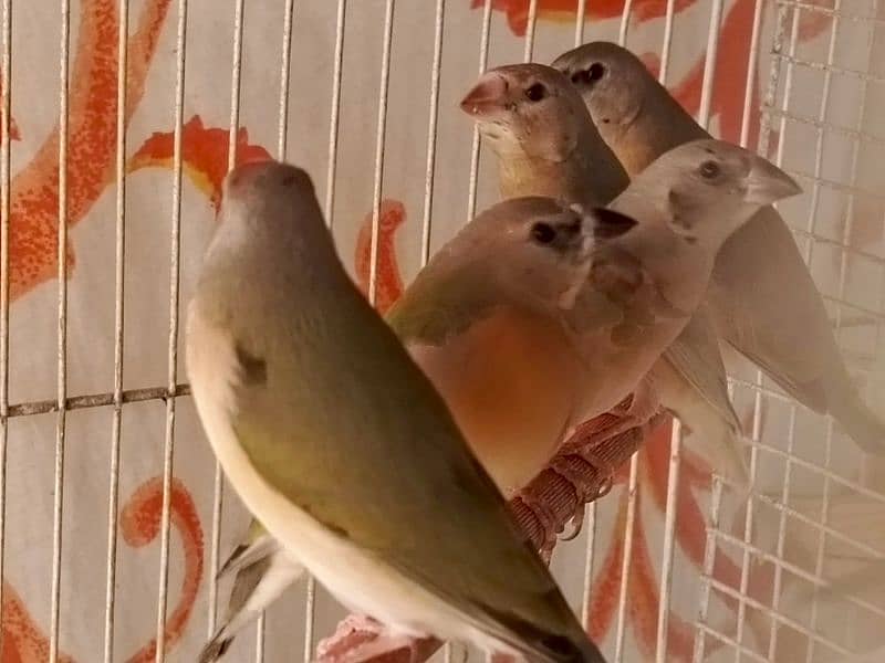 exhibition size finch patthay, fawn java, Gouldian finch chicks 10