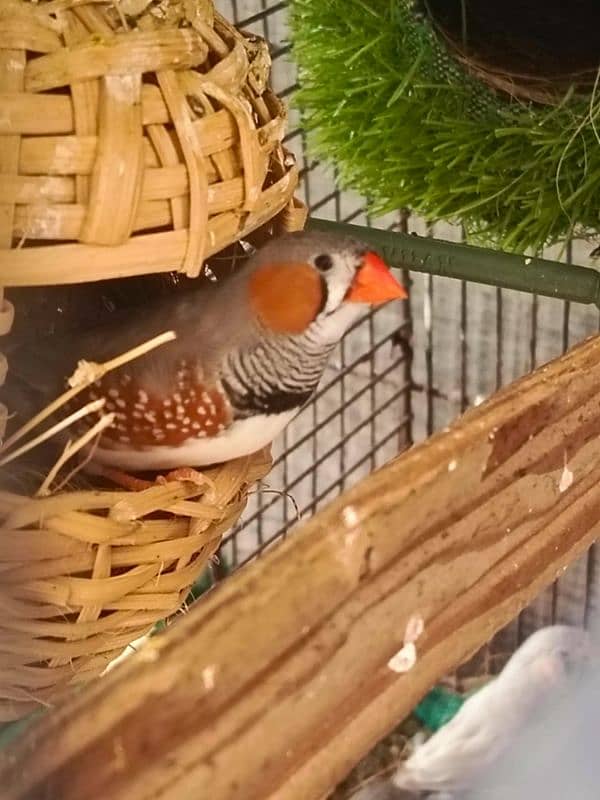 exhibition size finch patthay, fawn java, Gouldian finch chicks 11