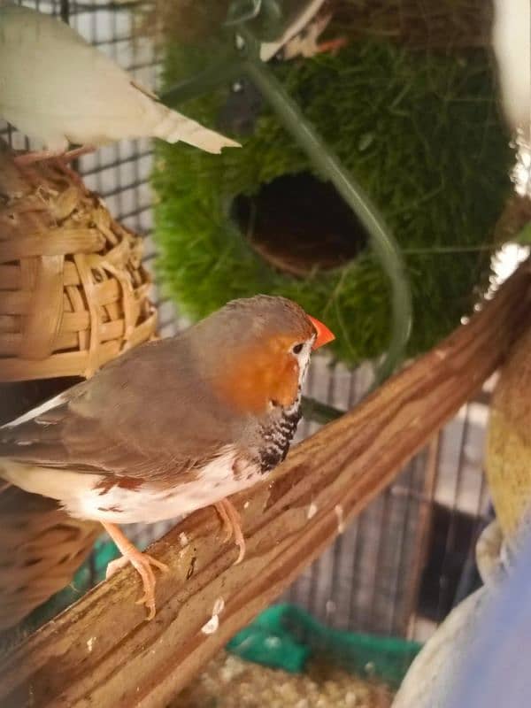 exhibition size finch patthay, fawn java, Gouldian finch chicks 12