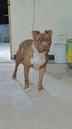 Pitbull stud| Pitbull Dog cross | Pit bull | imported dog | mating