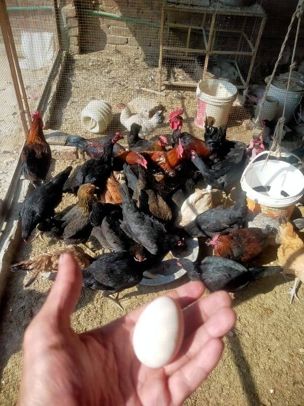 pure egge laying hens for sale 0