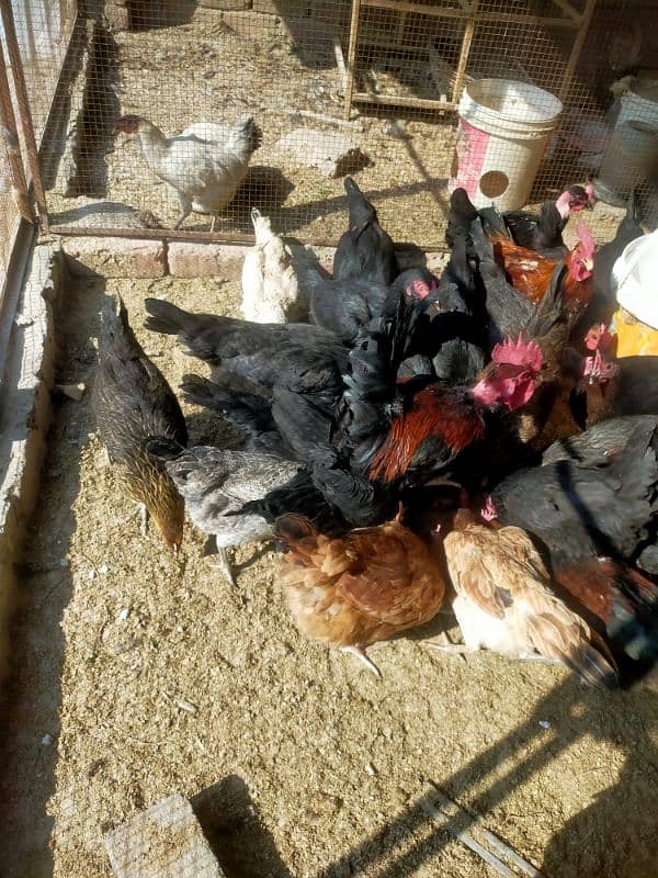 pure egge laying hens for sale 1