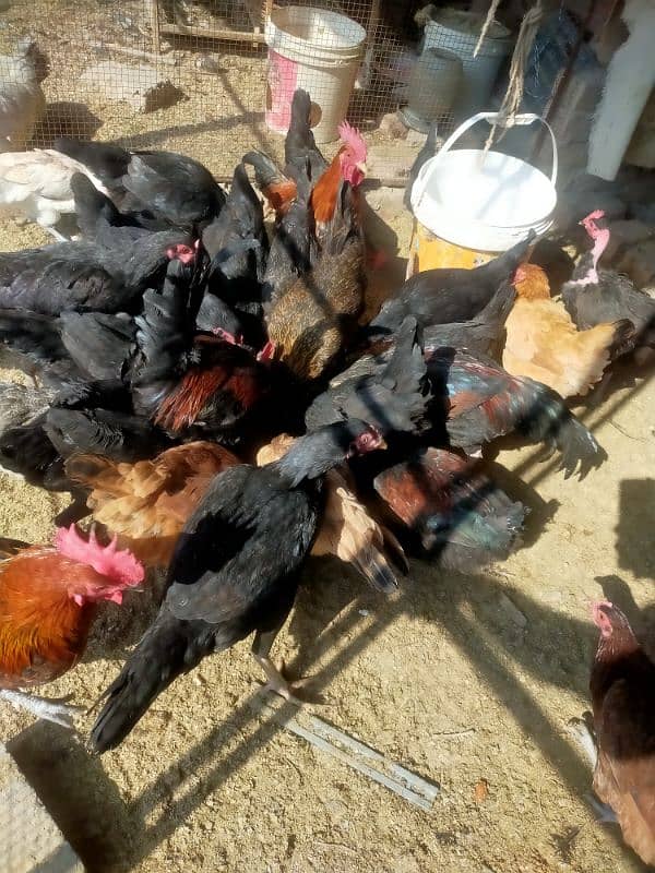 pure egge laying hens for sale 2