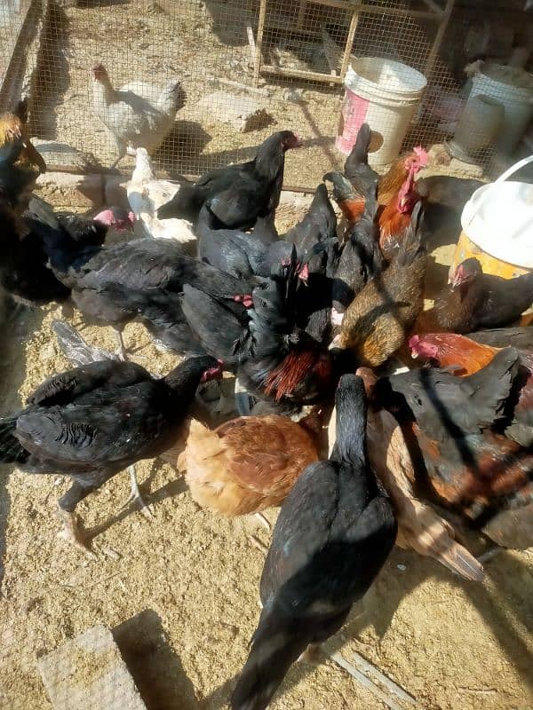 pure egge laying hens for sale 3