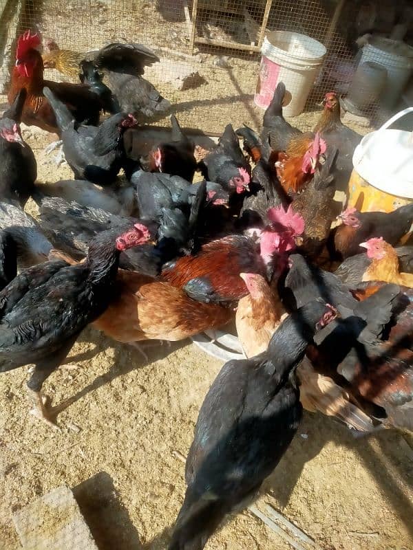 pure egge laying hens for sale 4