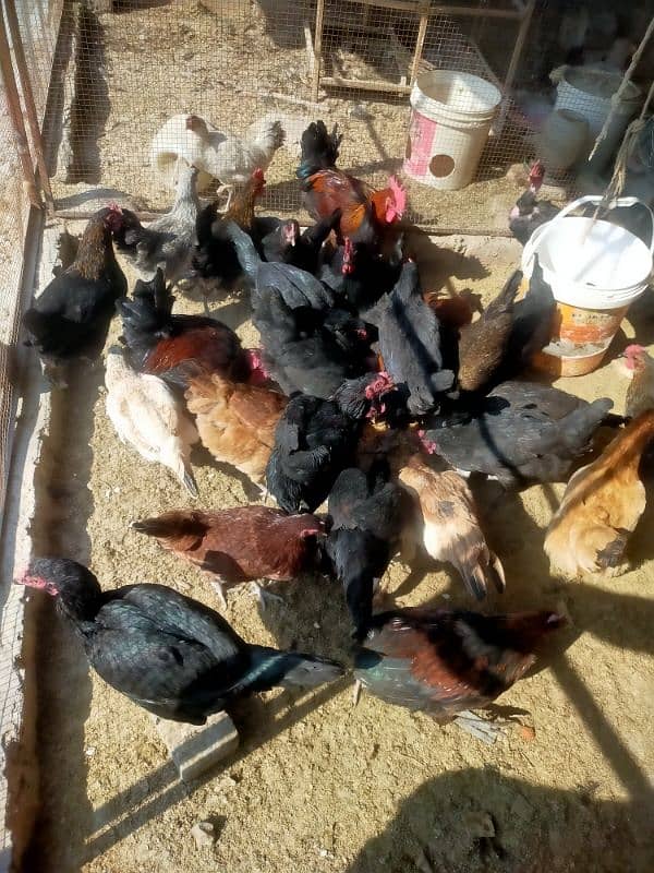 pure egge laying hens for sale 6