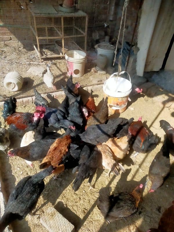 pure egge laying hens for sale 8