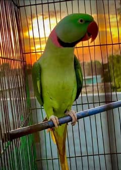 beautiful raw parrot male for sale