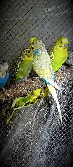 Birds Colony for sale. . . . different parrots. . . 03245941690