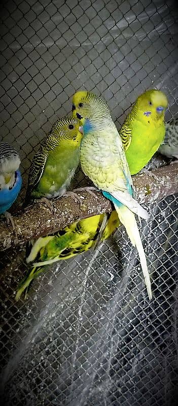 Birds Colony for sale. . . . different parrots. . . 03245941690 0