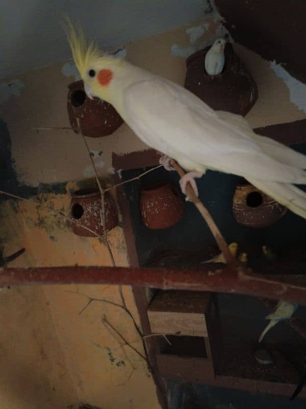 Birds Colony for sale. . . . different parrots. . . 03245941690 1