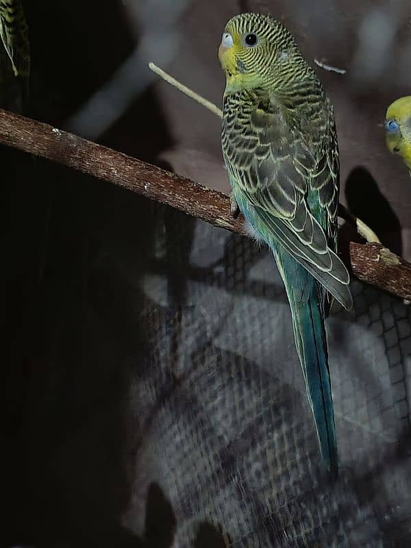 Birds Colony for sale. . . . different parrots. . . 03245941690 2